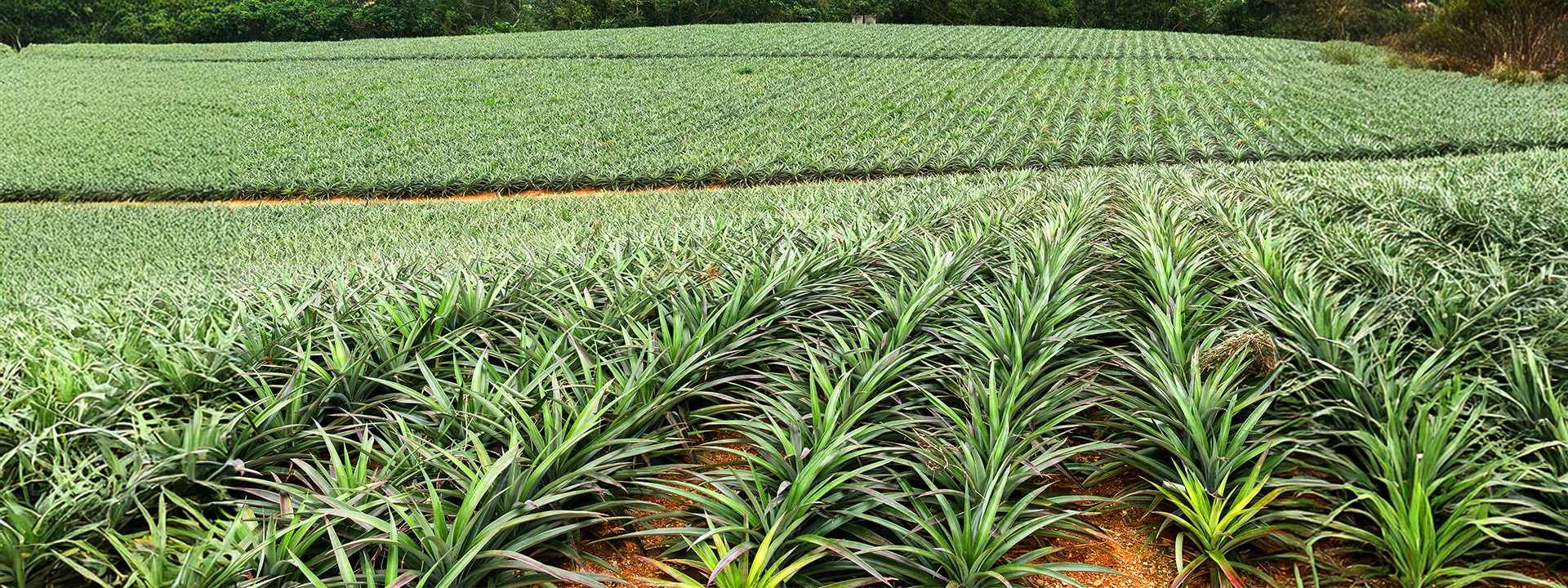 Plantação de Abacaxi