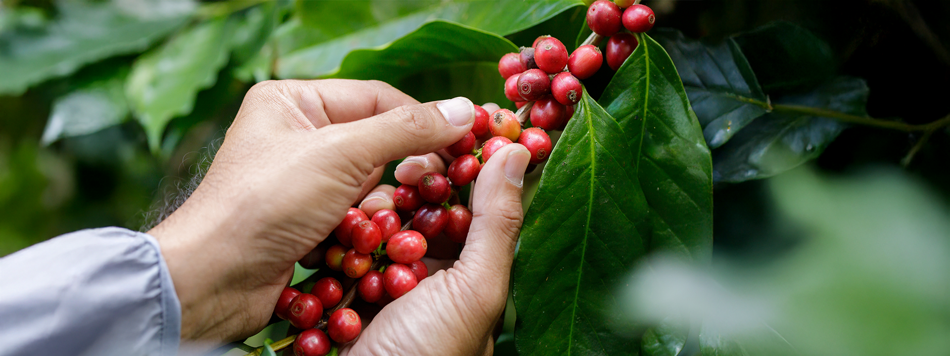 Plantação de café