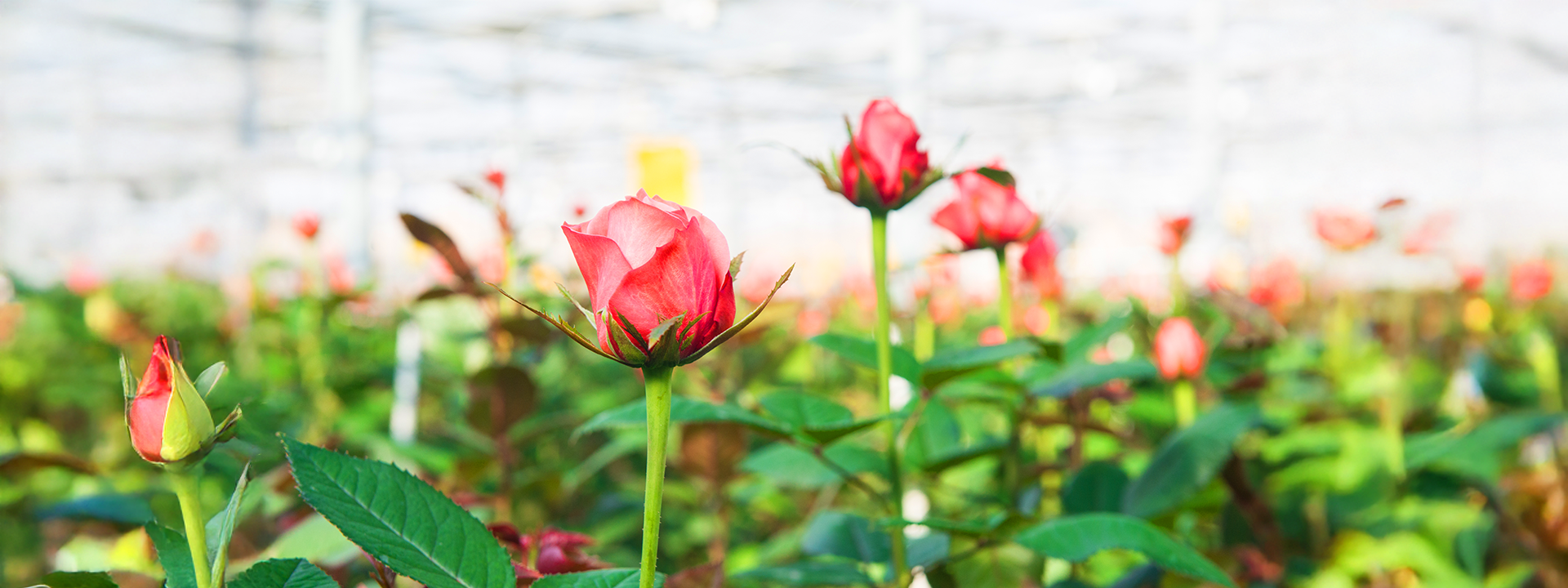 Plantação de Flores