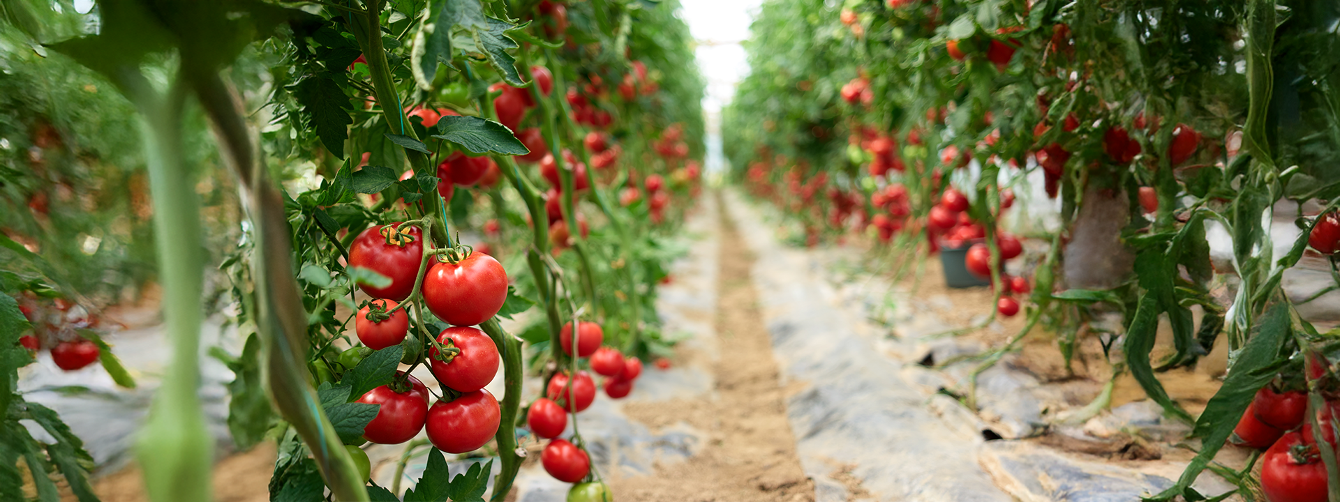 Plantação de tomate