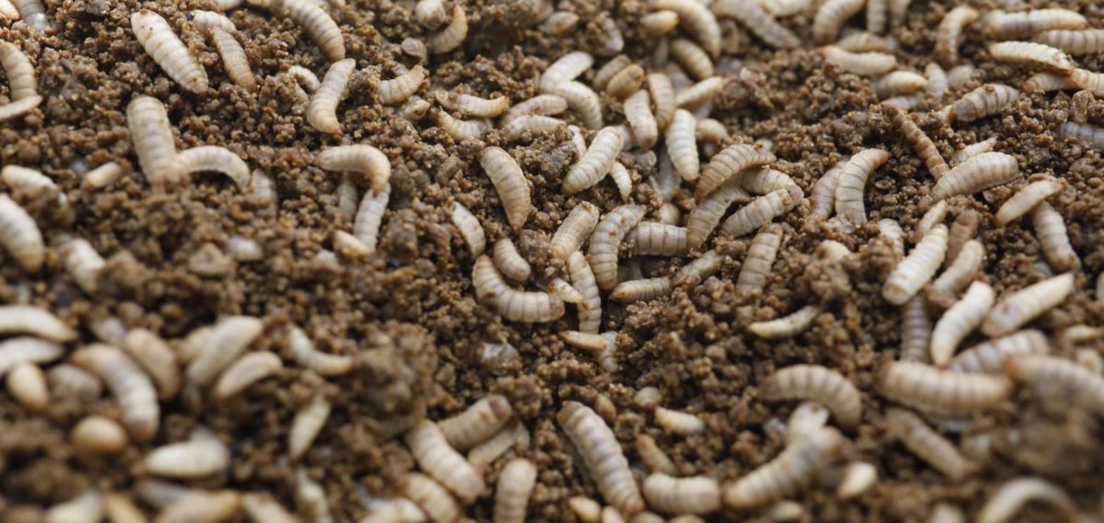 Larvas de mosca soldado negra sobre o húmus de larvas